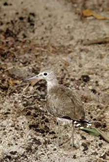 Solitary Sandpiper