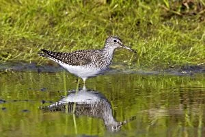 Solitary sandpiper - in beaver pond during spring