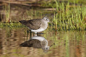 Solitary Sandpiper