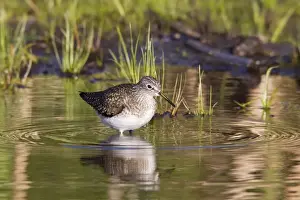 Sandpiper Prints: Solitary Sandpiper - feeding in beaver pond during spring migration - May - Connecticut - USA