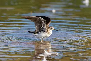 Sandpiper Prints: Solitary Sandpiper (Tringa solitaria) bathing in wetland Marion County