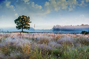 Images Dated 10th August 2021: Solo tree in field early morning in Michigan Date: 12-10-2014