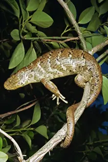 Skinks Prints: Solomon Island Giant Skink KEL 220 On branch