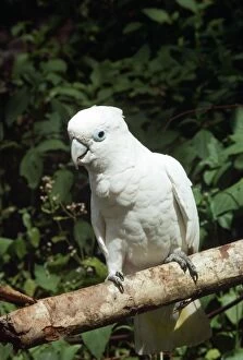 Images Dated 5th February 2014: Solomons Cockatoo / Ducorps Cockatoo