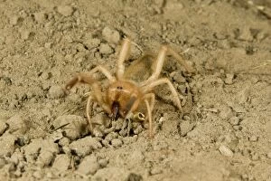 Images Dated 30th March 2008: Solpugid = known commonly as Sun Spiders or Wind Scorpions. South Texas