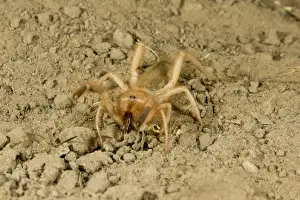 Solpugid = known commonly as Sun Spiders or Wind Scorpions. South Texas