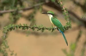 Images Dated 25th September 2004: Somali Bee-eater - Perched in acacia tree