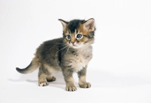Images Dated 5th March 2008: Somali Cat - 4 week old kitten playing