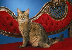 Images Dated 24th March 2011: Somali Cat