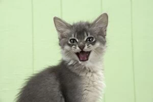 Somali Cat - 6 week old cute kitten with mouth open smiling