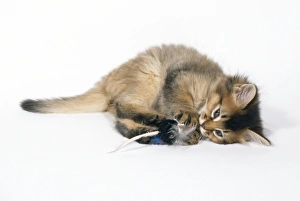 Images Dated 5th March 2008: Somali Cat - 6 week old kitten playing