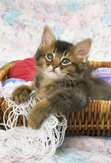Images Dated 19th August 2009: Somali Cat - kitten in basket of wool
