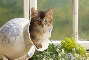 Images Dated 24th March 2011: Somali Cat - kitten in jug