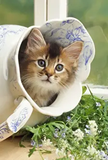 Jugs Prints: Somali Cat - kitten in jug