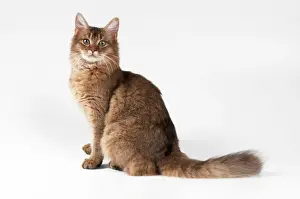 Somali Chocolate Cat