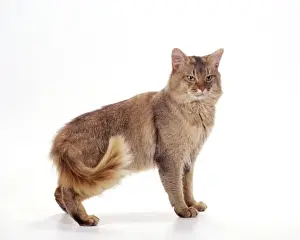 Somali - Chocolate Cat JD 14525 © John Daniels / ARDEA LONDON