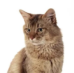 Somali-Chocolate Cat JD 14526 © John Daniels / ARDEA LONDON