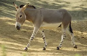 Somali Wild Ass North East Africa