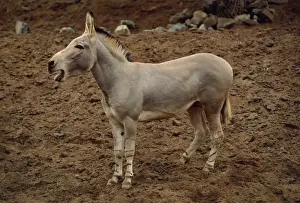 Vocalising Prints: Somali Wils Ass - braying