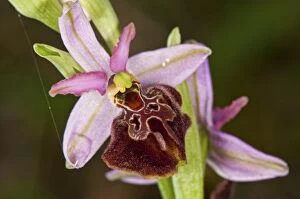 Images Dated 4th April 2014: Sombre Bee-orchid