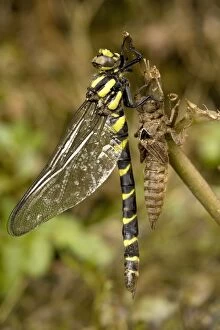 Images Dated 31st May 2006: Sombre gold-ringed dragonfly - emerging from nymphal case. N. Greece