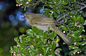 Bulbul Prints: Sombre Greenbul / Sombre Bulbul - feeding on fruits of Cat-thorn (Scutia myrtina)