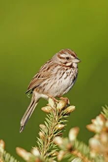 Images Dated 20th May 2006: Song Sparrow