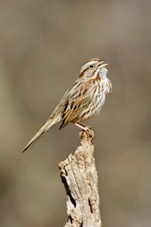 Images Dated 19th April 2006: Song Sparrow