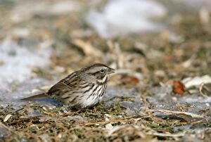 Song Sparrow - feeding on icy ground