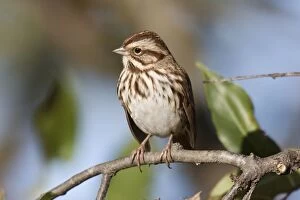 Images Dated 20th October 2007: Song Sparrow - October, CT, USA