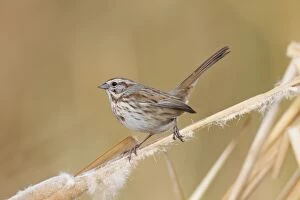 Song Sparrow - pale race