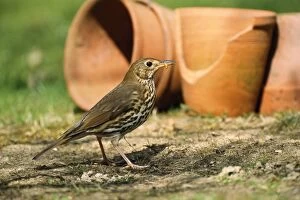 Images Dated 4th September 2006: Song Thrush