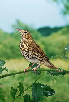 Thrush Prints: Song Thrush