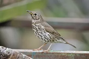 Images Dated 2nd May 2008: Song Thrush