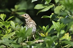 Images Dated 10th May 2008: Song Thrush