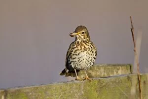 Song Thrush - with a banded snail in mouth