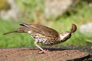 Images Dated 6th May 2010: Song Thrush - bashing a snail to break shell - on manhole cover - Isles of Scilly - UK