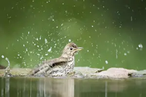 Thrushes Prints: Song Thrush - bathing in forest pool Turdus philomelos Hungary BI19755
