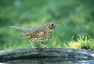 Song THRUSH - on bird bath
