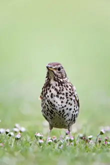 Thrush Prints: Song Thrush - Cornwall - UK