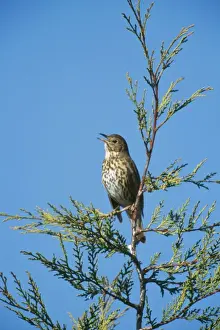 Thrushes Prints: Song Thrush COS 563 Singing in garden on Leyandii