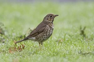 Song Thrush - on dew covered lawn