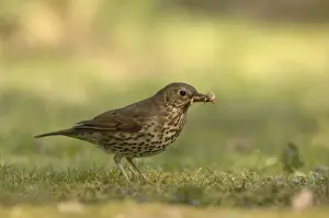 Song Thrush - eating worm