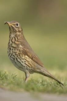 Song Thrush - eating worm