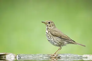 Thrushes Prints: Song Thrush - at forest pool Turdus philomelos Hungary BI19742