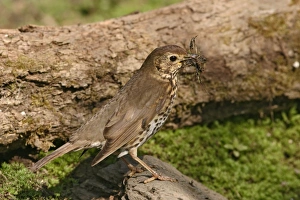 Images Dated 26th October 2005: Song thrush – gathering mud and nest material Bedfordshire UK