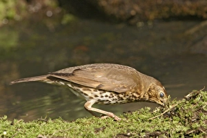 Images Dated 26th October 2005: Song thrush – gathering nest material and showing nictating membrane Bedfordshire UK