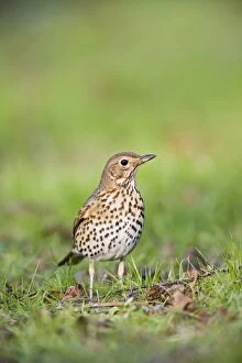 Images Dated 14th February 2008: Song thrush - on grass front view West Wales UK 005385