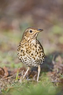 Images Dated 14th February 2008: Song thrush - on grass front view West Wales UK 005390