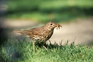 Thrush Prints: Song Thrush JD 16187 Turdus philomelos © John Daniels / ardea. com